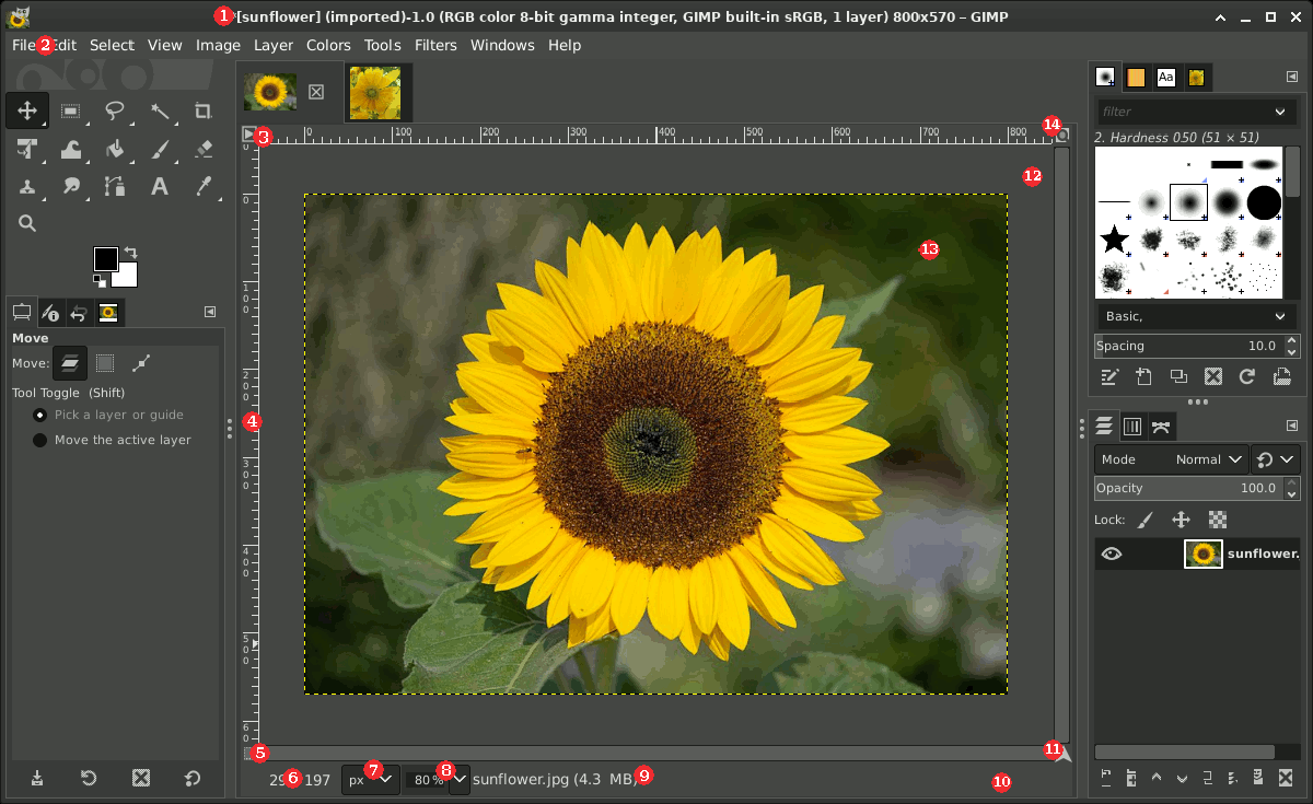 GIMP image workspace with a sunflower canvas, toolbox, and Layers dock